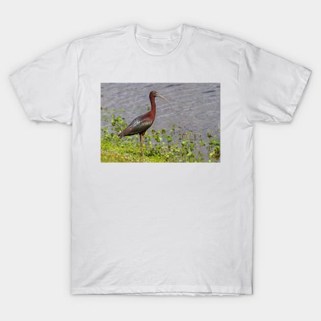 Glossy Ibis T-Shirt by Jim Cumming